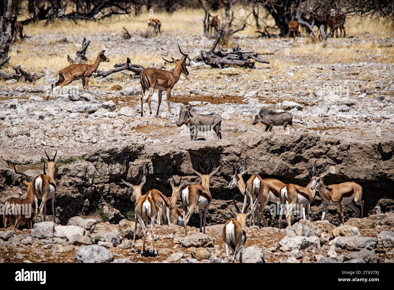 Springbok in the Etosha National Park Stock Photo
