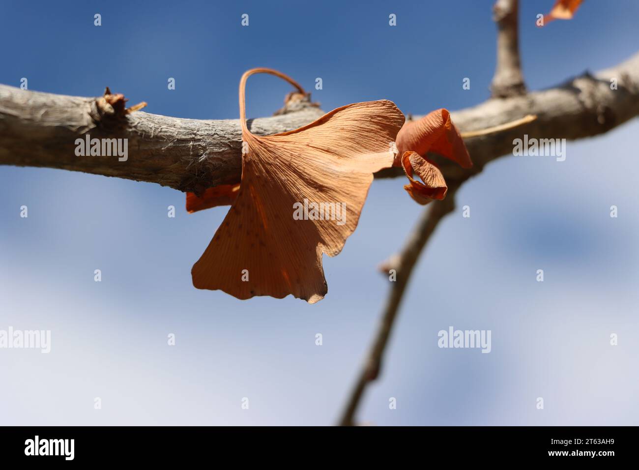 Branch with dried leaves of Ginkgo Biloba. The tree of wisdom and hope. Stock Photo