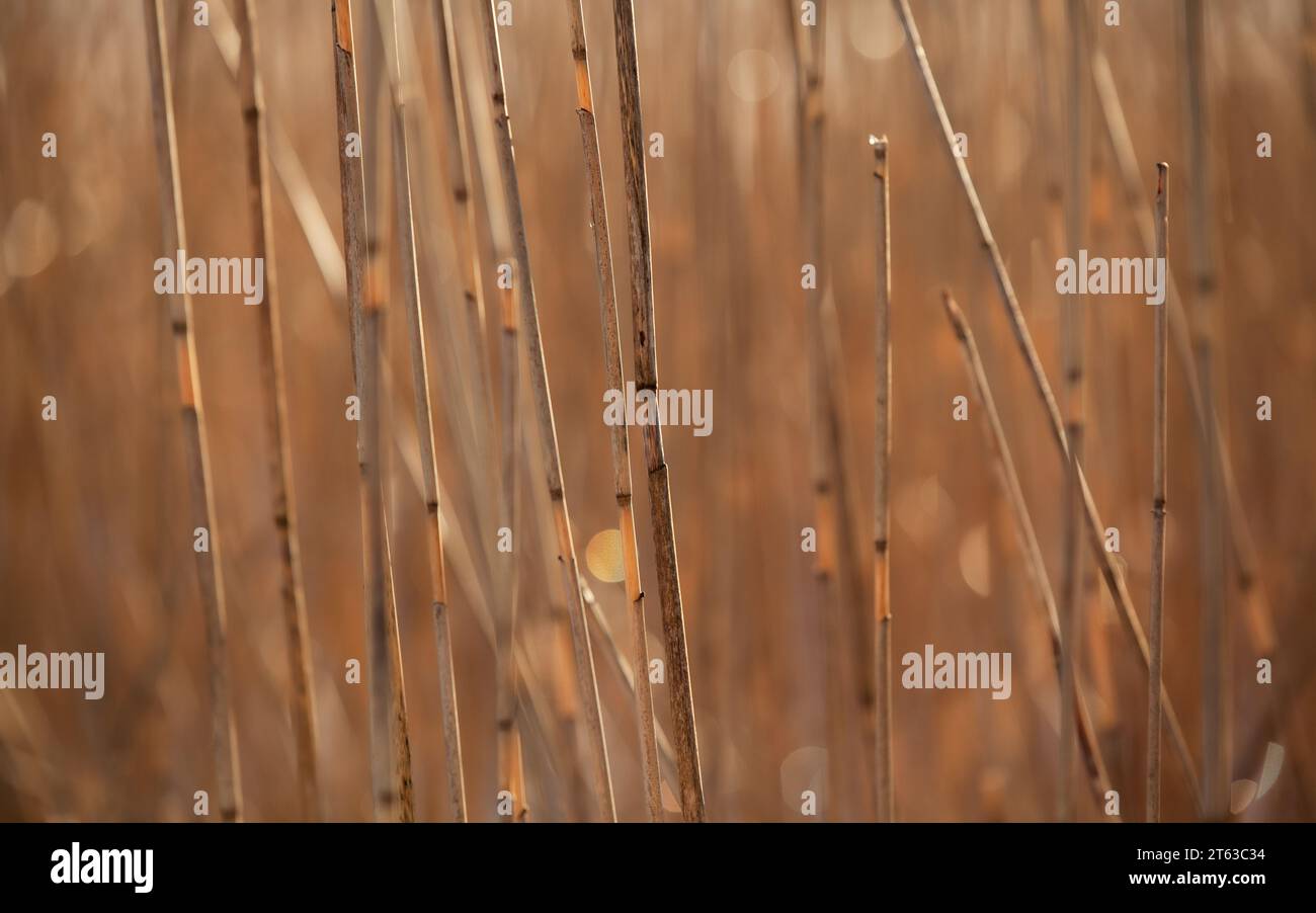 Closeup of reeds in the fall. Golden background. Stock Photo