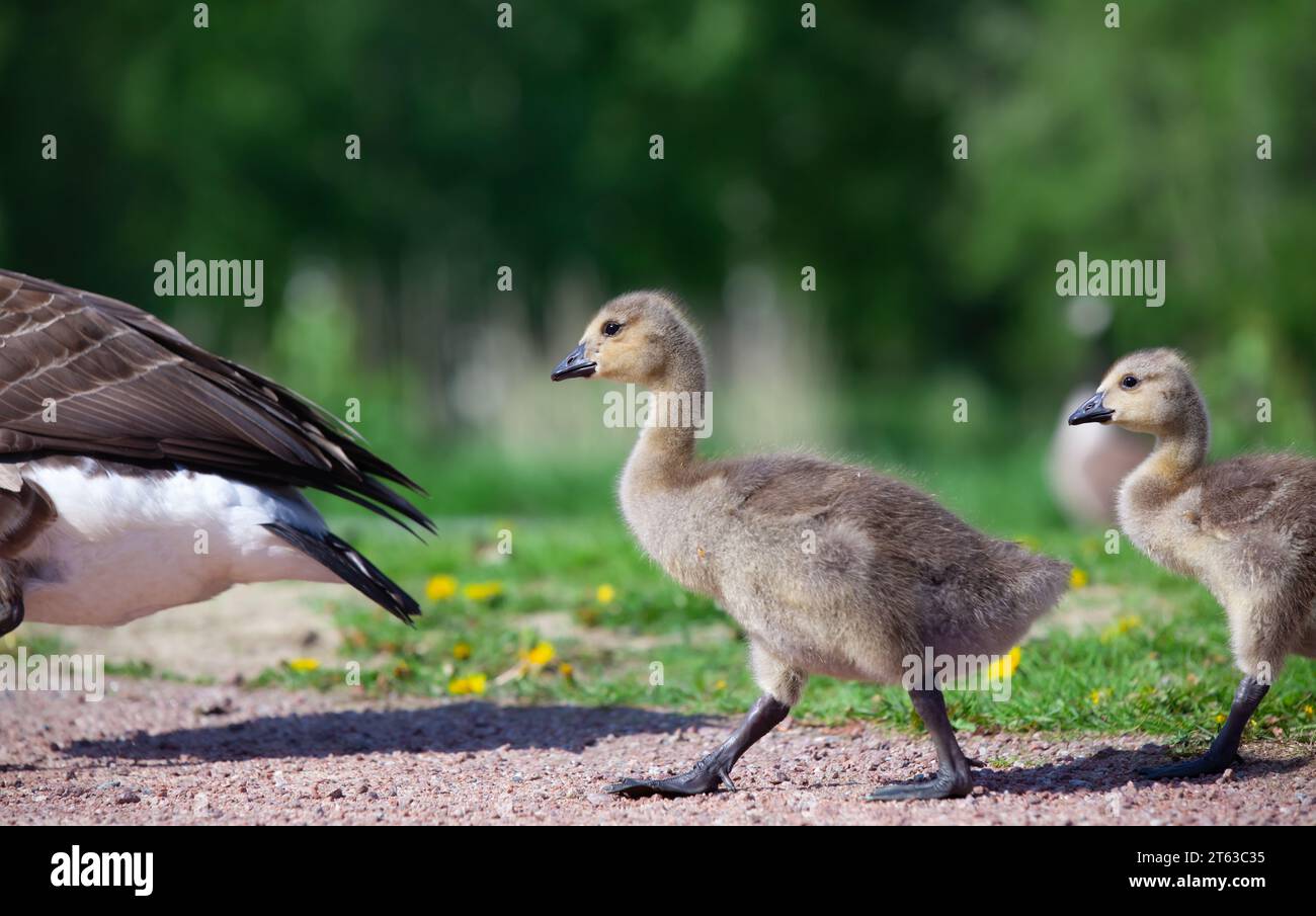 Canada goose goslings following their mother. Branta canadensis. Stock Photo