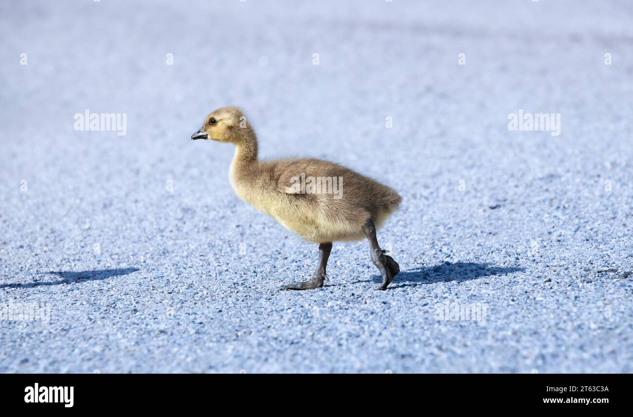 Canada goose gosling walking on the road. Branta canadensis. Stock Photo