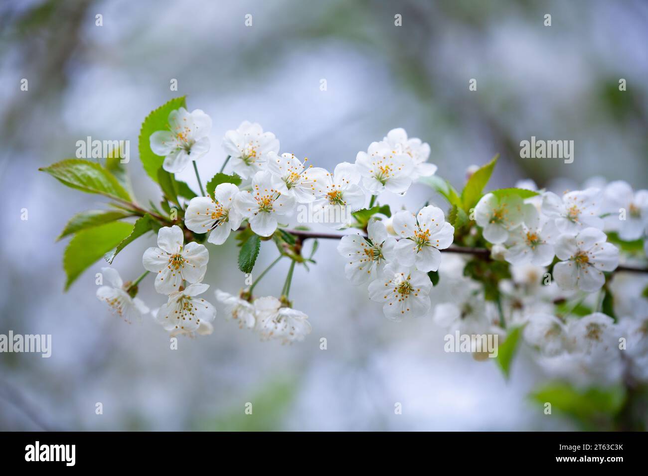 Closeup of white apple tree flowers. Stock Photo