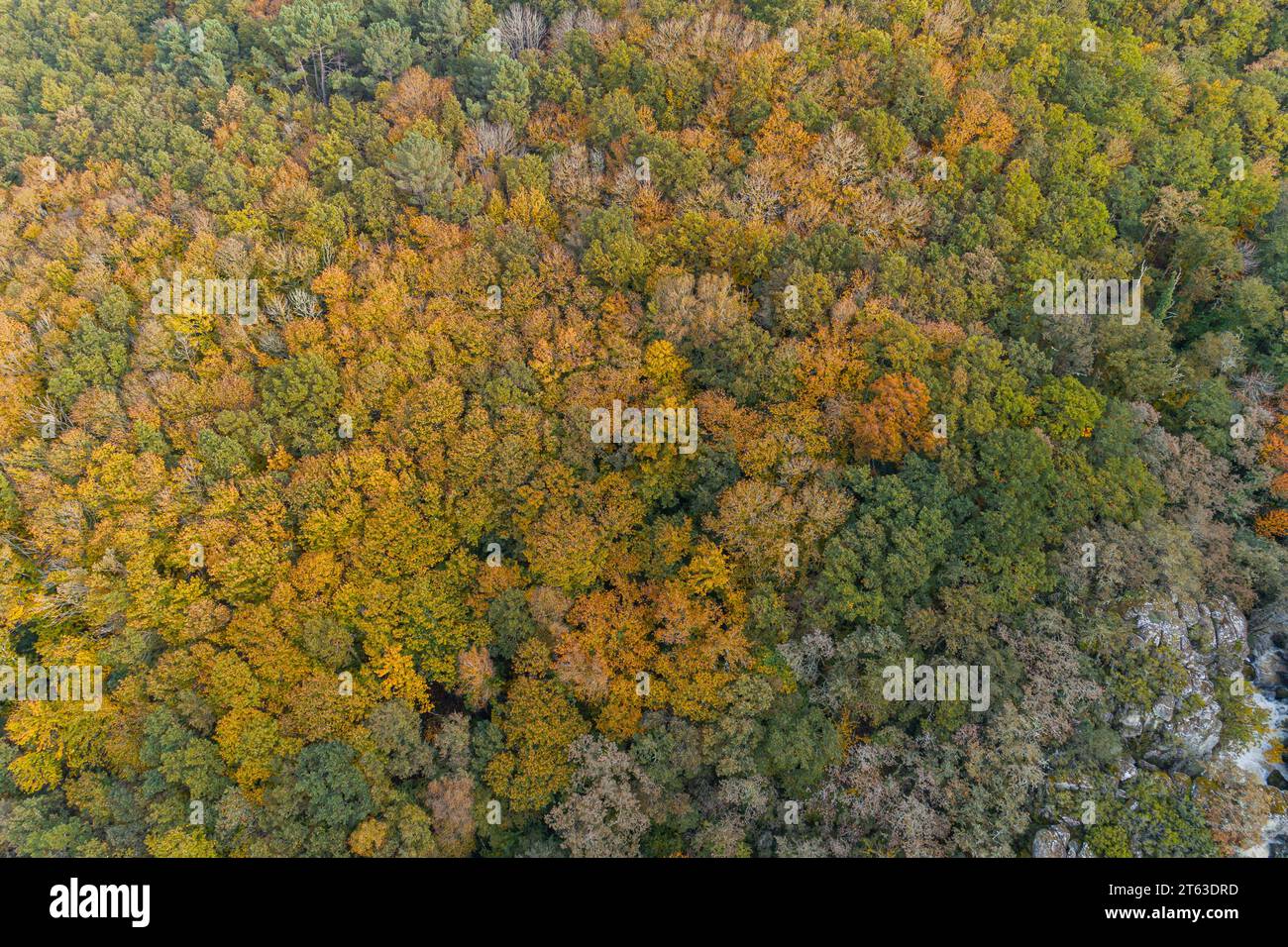 Aerial top view deciduous forest hi-res stock photography and images ...