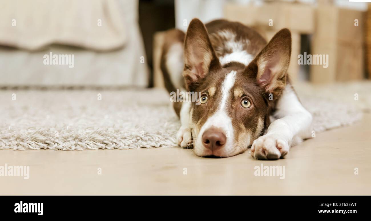 Border collie dog breed lying down at home. Cozy interior. Pet friendly. Domestic dog Stock Photo