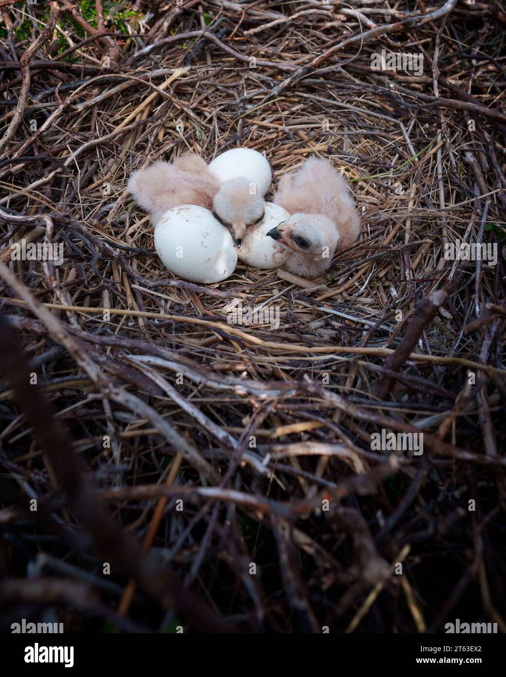 Hen harrier chicks and eggs on nest, circus cyaneus, breeding birds, UK Stock Photo
