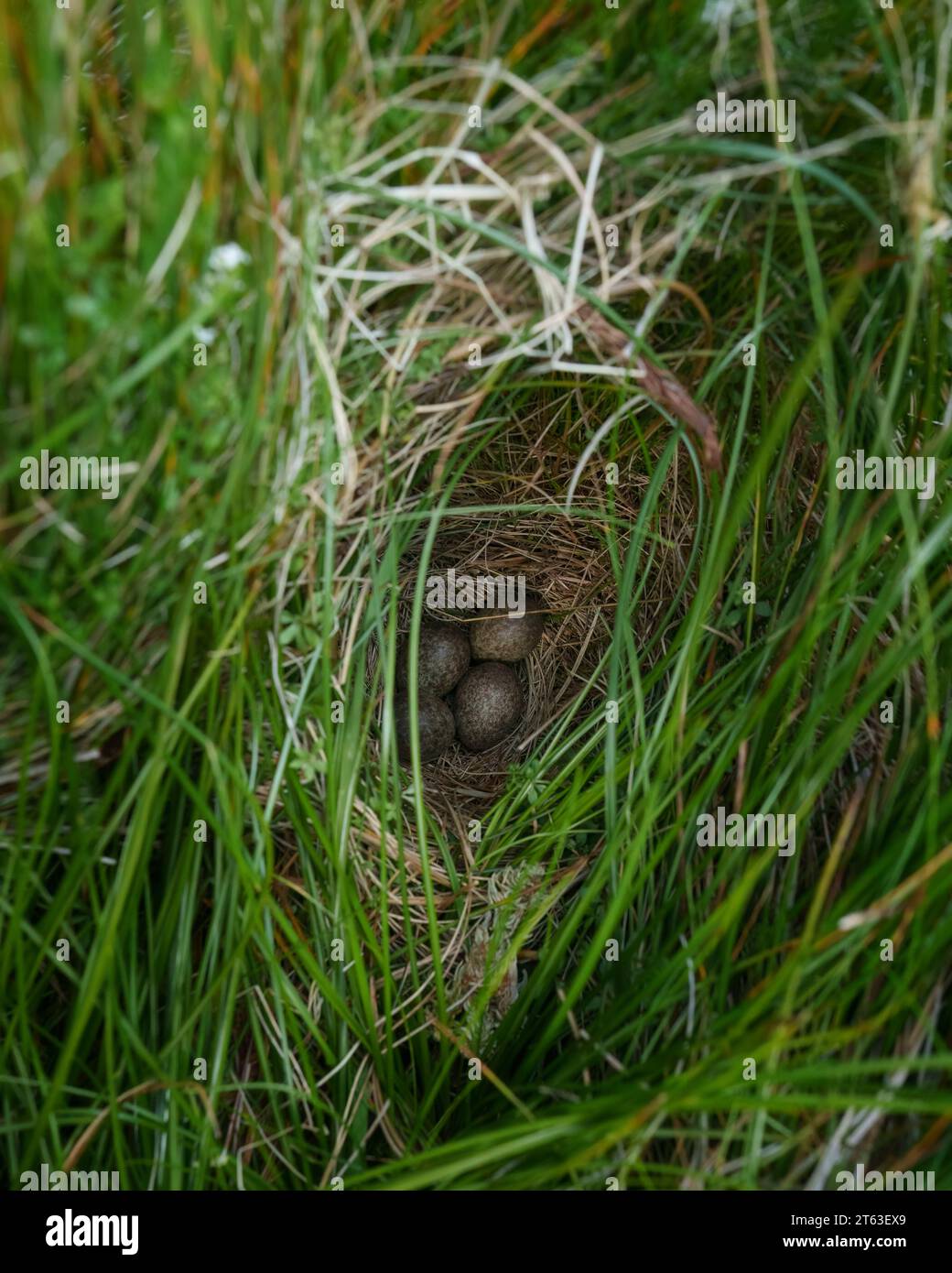Skylark field nest hires stock photography and images Alamy
