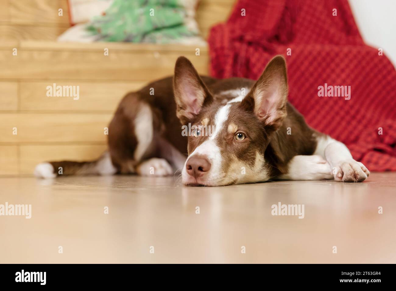 Border collie dog breed lying down at home. Cozy interior. Pet friendly. Domestic dog Stock Photo