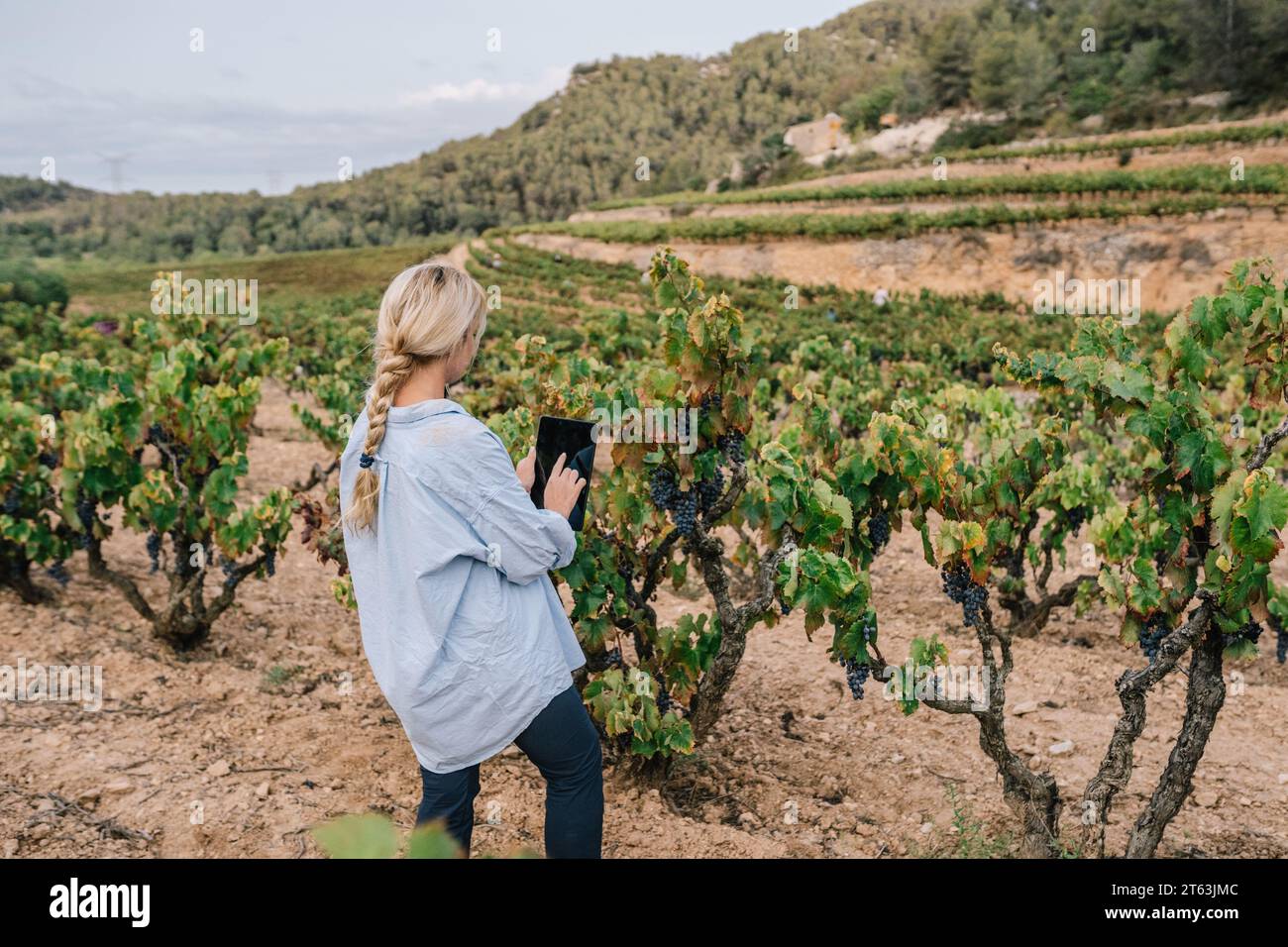 Back view of anonymous blonde female agronomist in casual clothes using digital tablet while examining grapes in vineyard at agricultural plantation Stock Photo