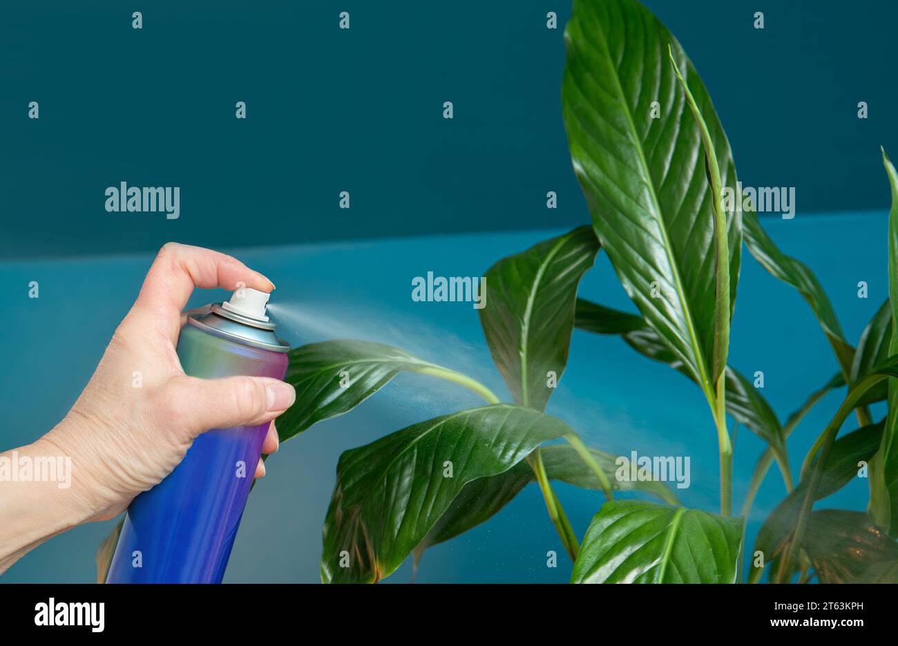 Woman hand spraying using leaf shine product to houseplant at home to give it extra shine. Products can be good but also can be harmful. Stock Photo