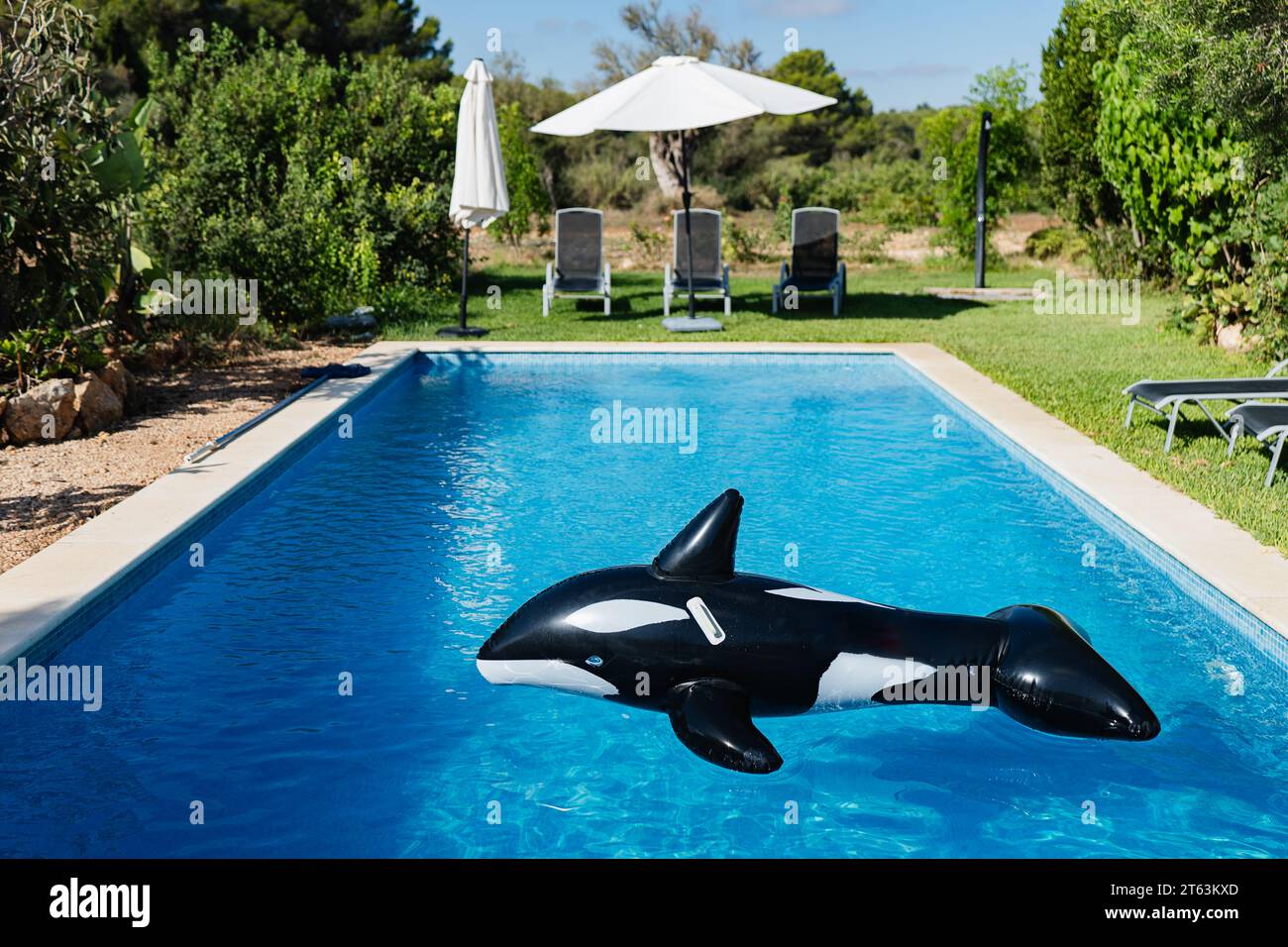 Inflatable orca toy floating on a swimming pool surrounded by greenery and poolside loungers under umbrellas. Stock Photo