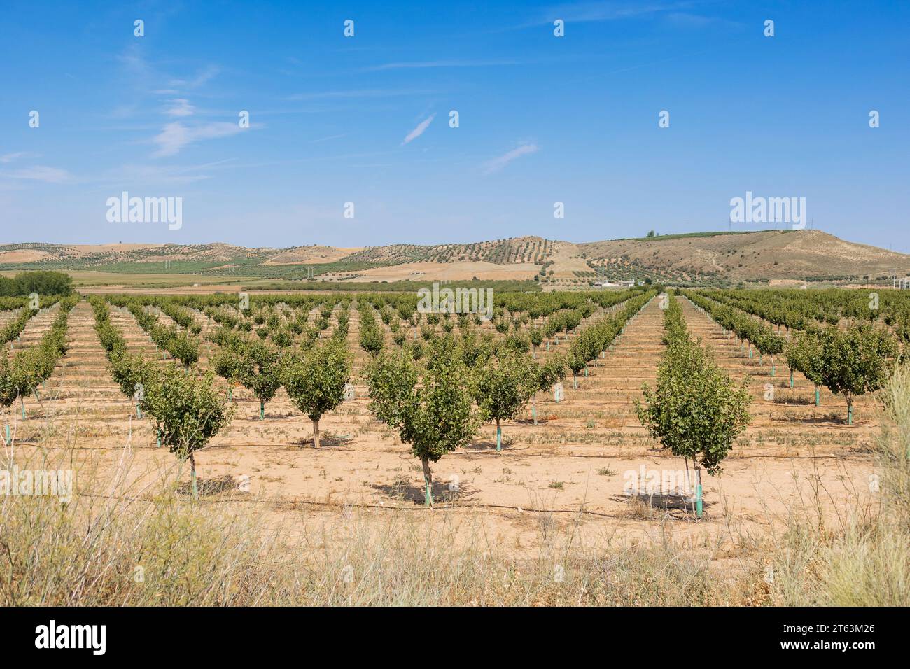 Expansive view of pistachio orchard with young trees aligned in rows backed by gentle hills under a clear blue sky Stock Photo