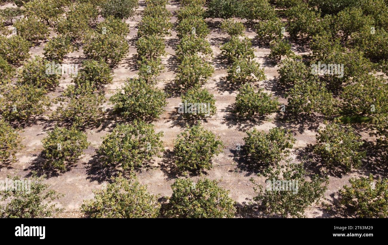 Aerial view of pistachio trees planted in neat rows on arid farmland Stock Photo