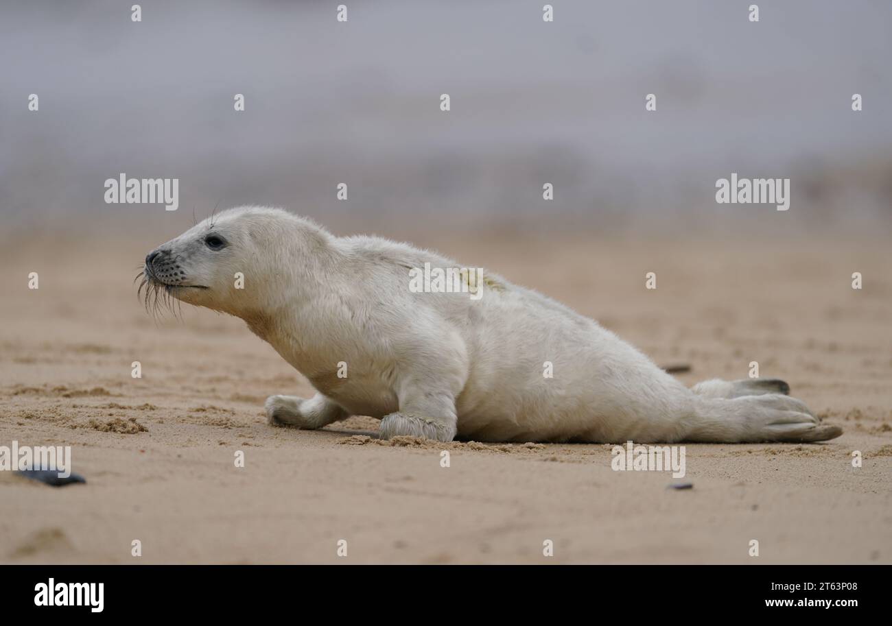 Winterton on sea seals pup hires stock photography and images Alamy