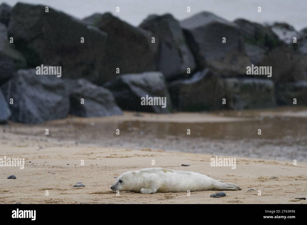 Winterton on sea seals pup hires stock photography and images Alamy