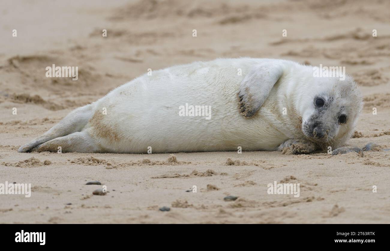 Winterton on sea seals pup hires stock photography and images Alamy