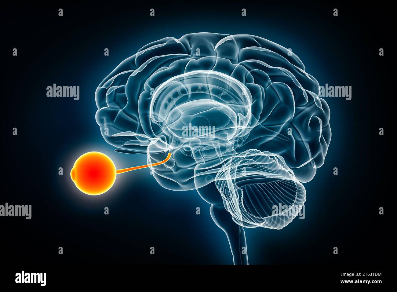 Eye and optic nerve xray view 3D rendering illustration. Human brain