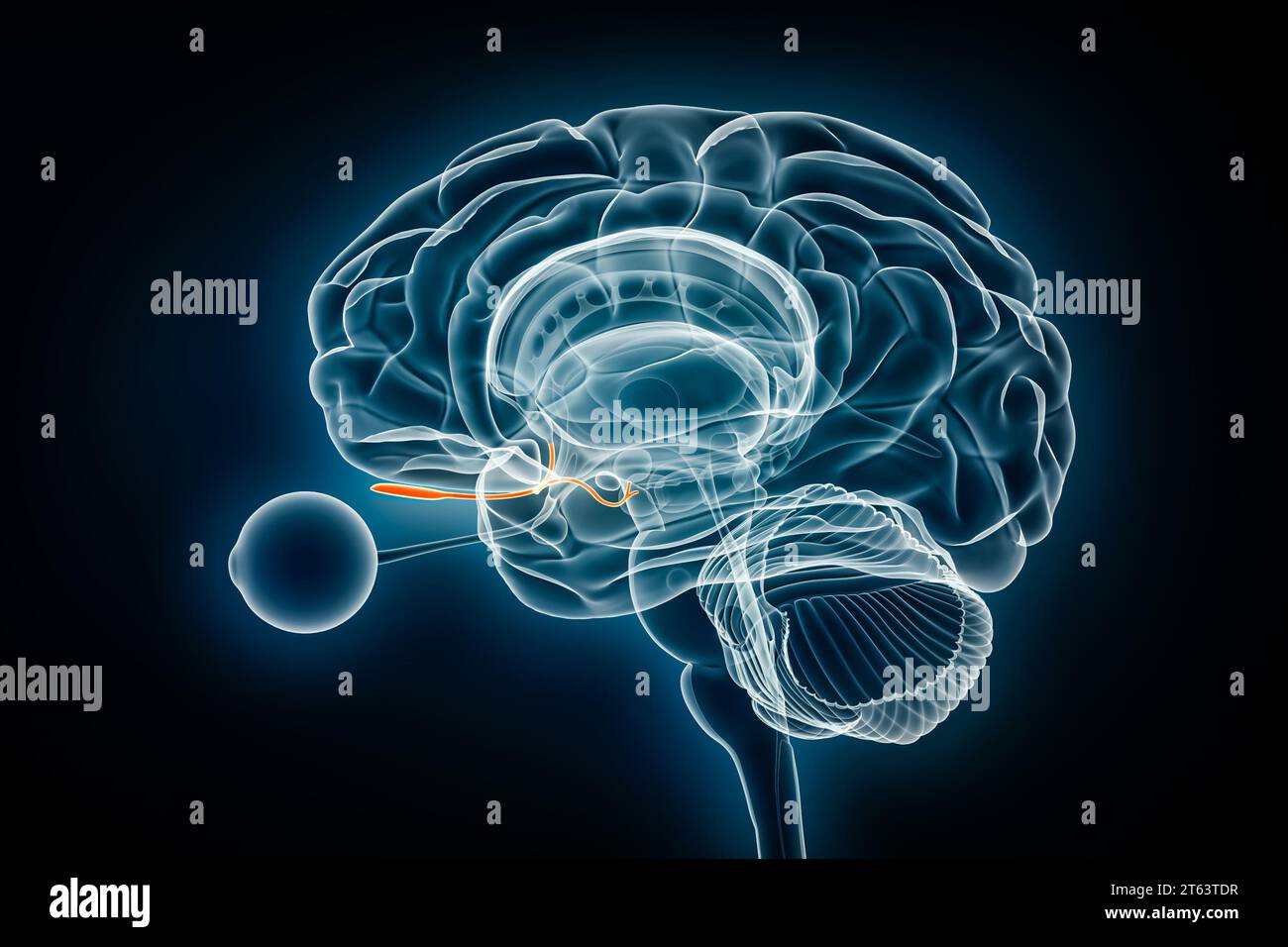 Olfactory tract with bulb and nerve xray view 3D rendering