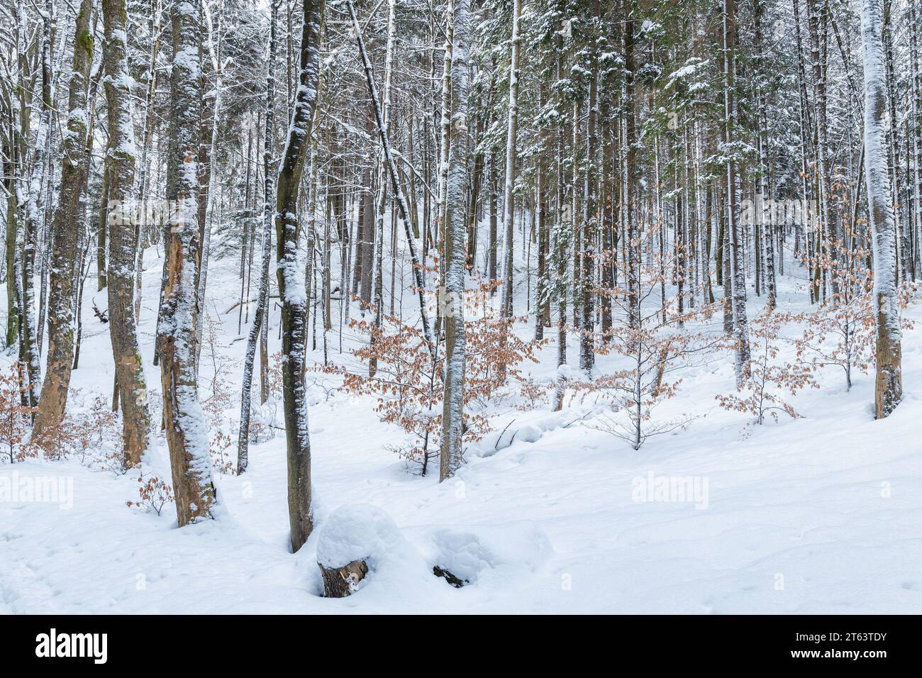 Winter landscape of snowy forest of trees with the remains of autumn ...