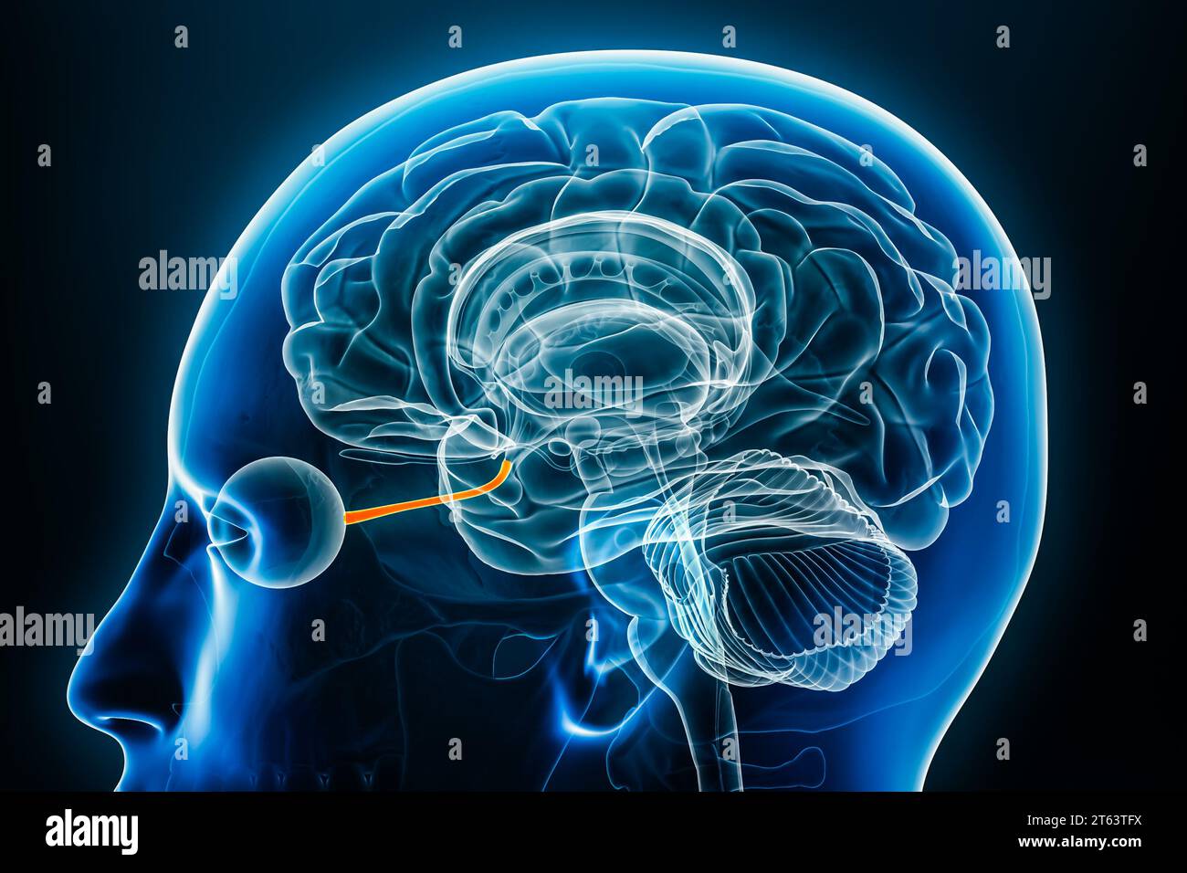 Optic or cranial nerve xray profile closeup view 3D rendering