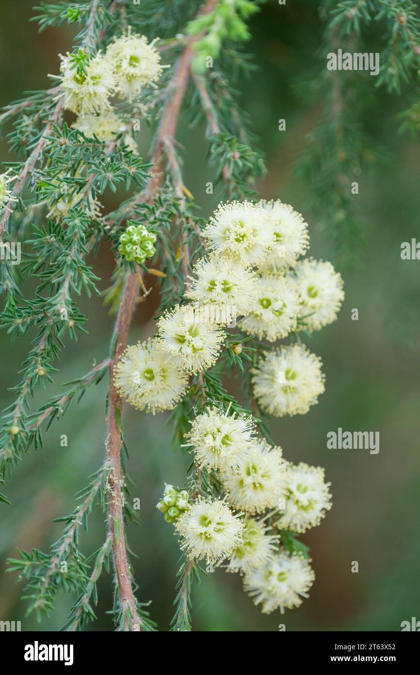 Kunzea ericifolia, spearwood, native tree or yellow kunzea, or as kitja boorn, poorndil or condil. White/yellow flowers Stock Photo
