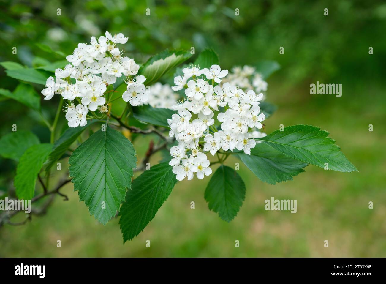 Crataegus succulenta, hawthorn, fleshy hawthorn, succulent hawthorn, round-fruited cockspurthorn Stock Photo