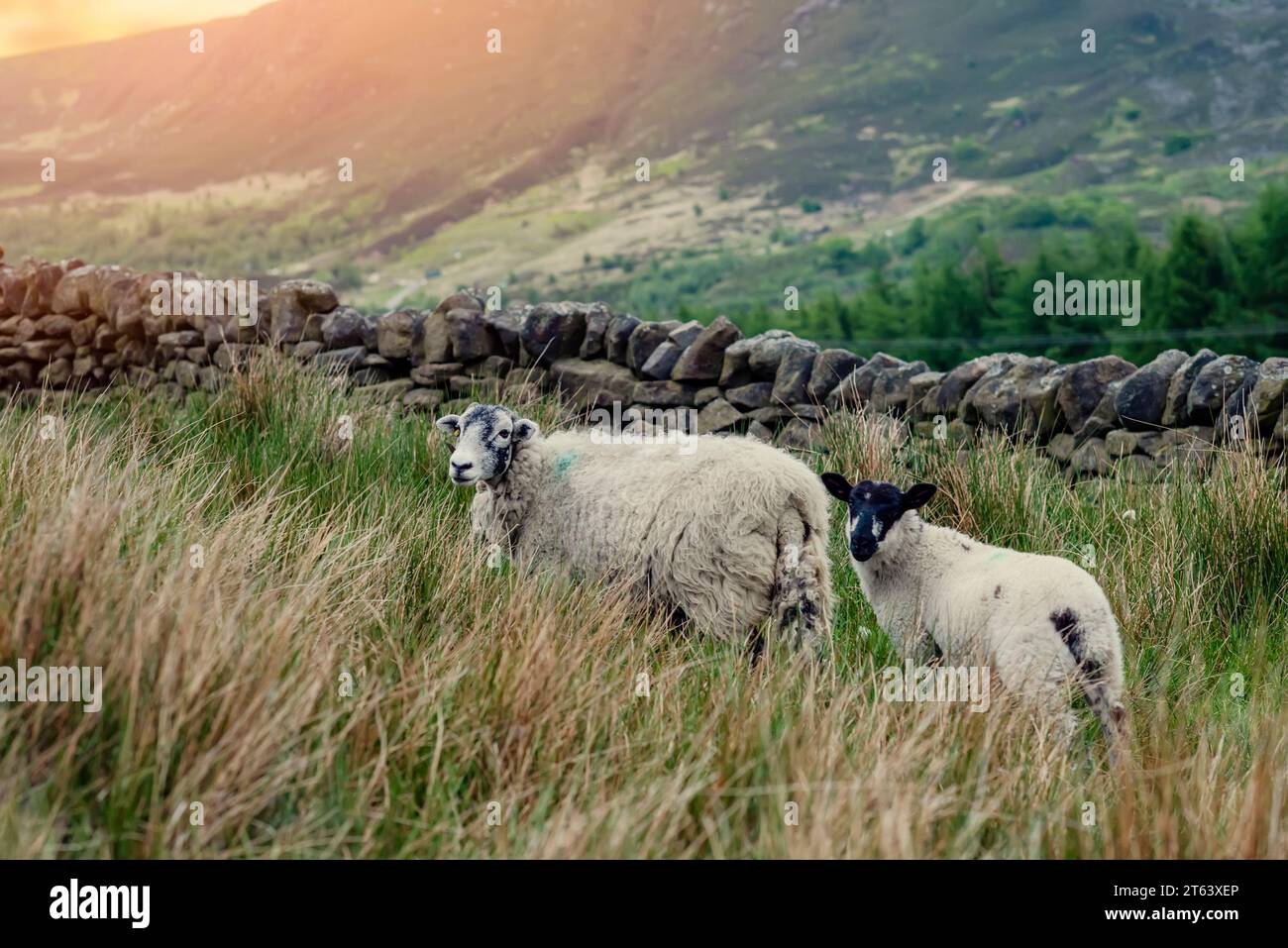 The grazing big sheep on the meadow in Peak District Stock Photo - Alamy