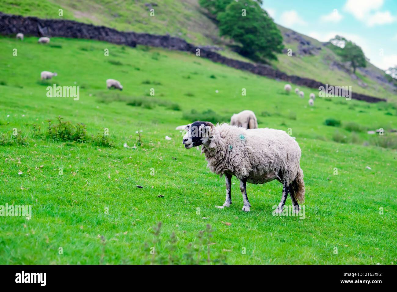 The grazing big sheep on the meadow in Peak District Stock Photo - Alamy