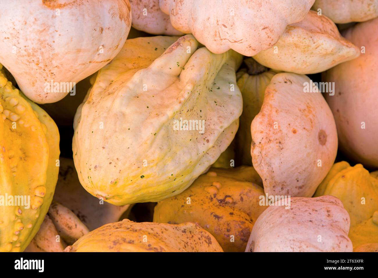 collection de courges et famille des cucurbitacées - Various variety of squashes and neck pumpkins Stock Photo