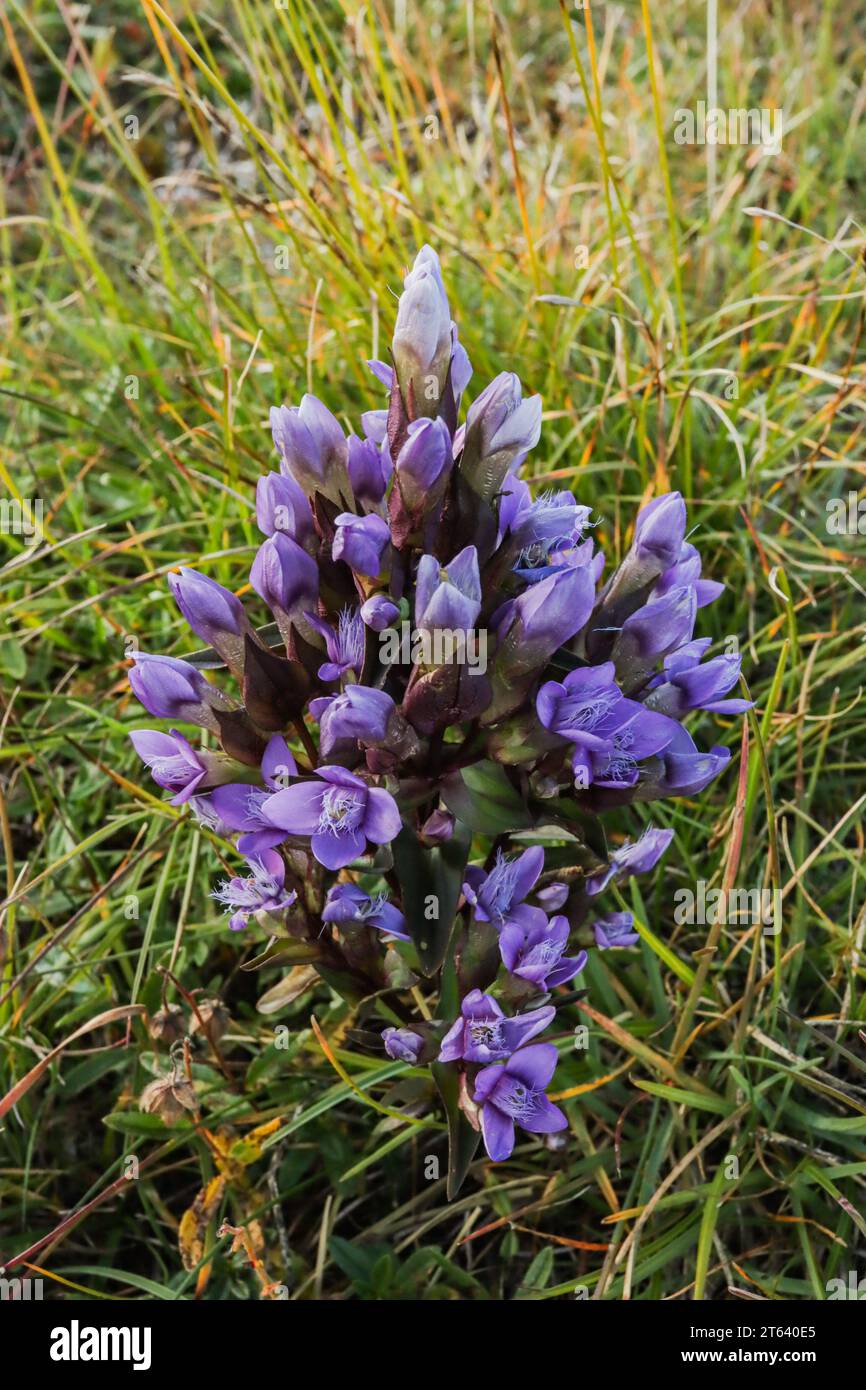 Field-gentian (Gentiana campestris), flowering in Jura mountain and prealps Stock Photo