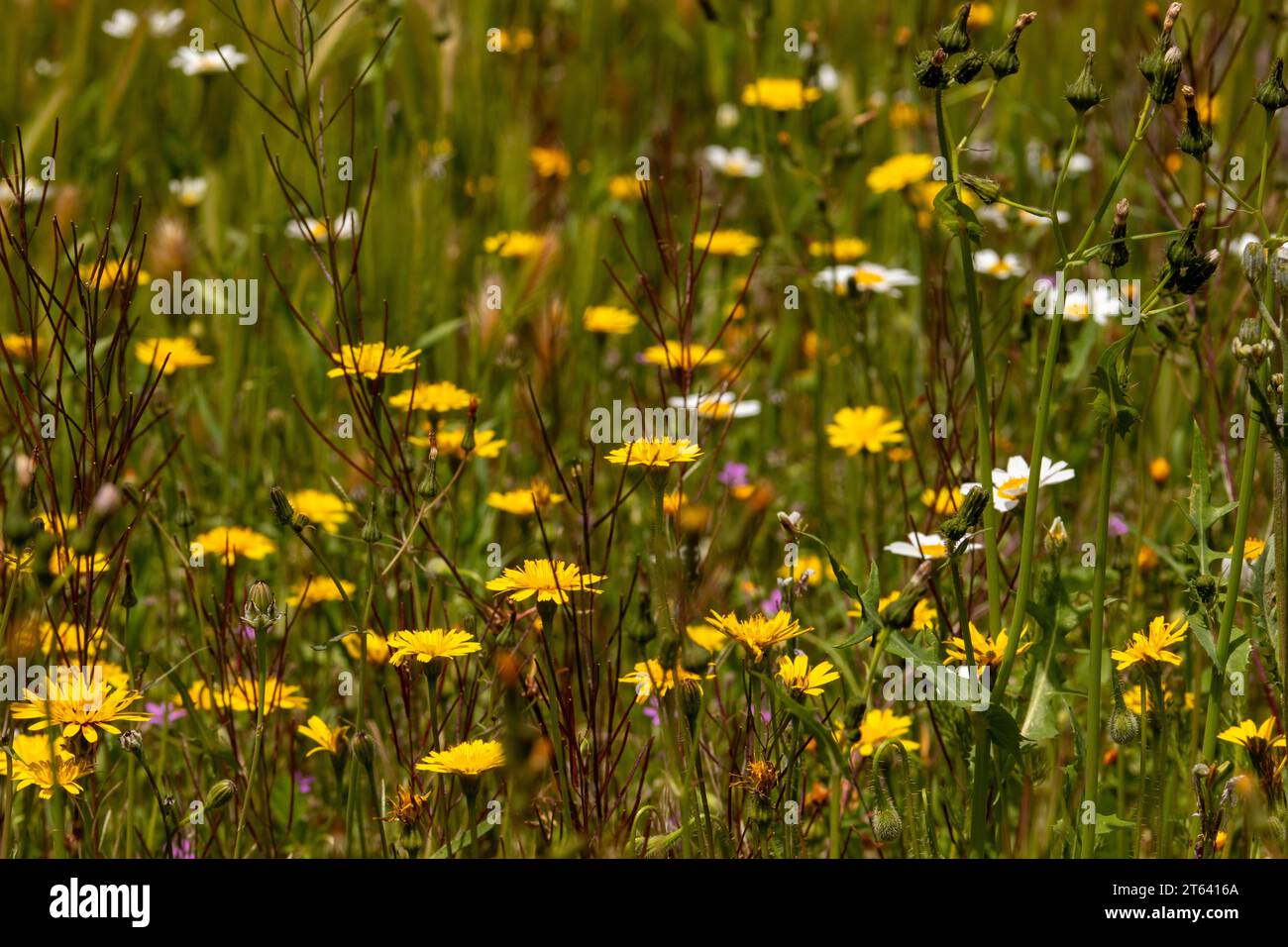 Wild Flowers in the Spanish Countryside Stock Photo