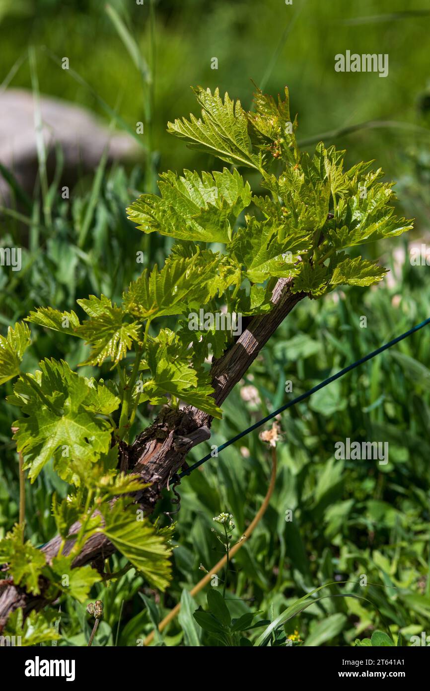 Vitis vinifera, New Leaves on a Grapevine Stock Photo
