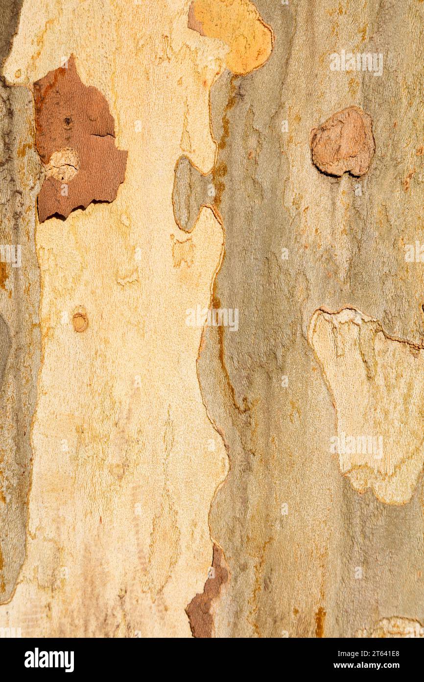 Oriental sycamore bark Stock Photo
