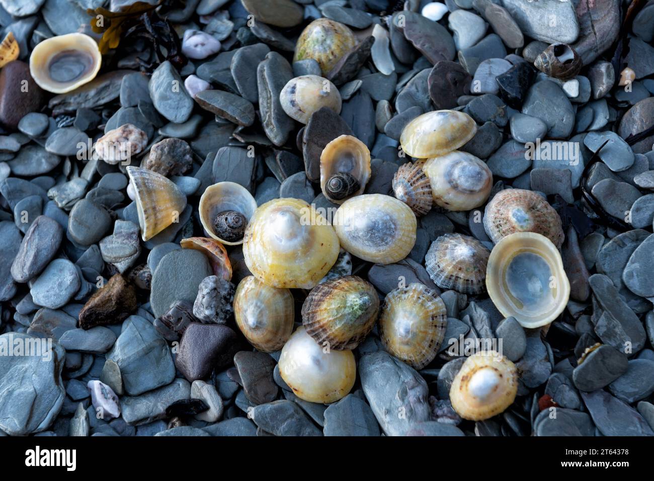 Shells of limpets and periwinkles on pebble beach Stock Photo