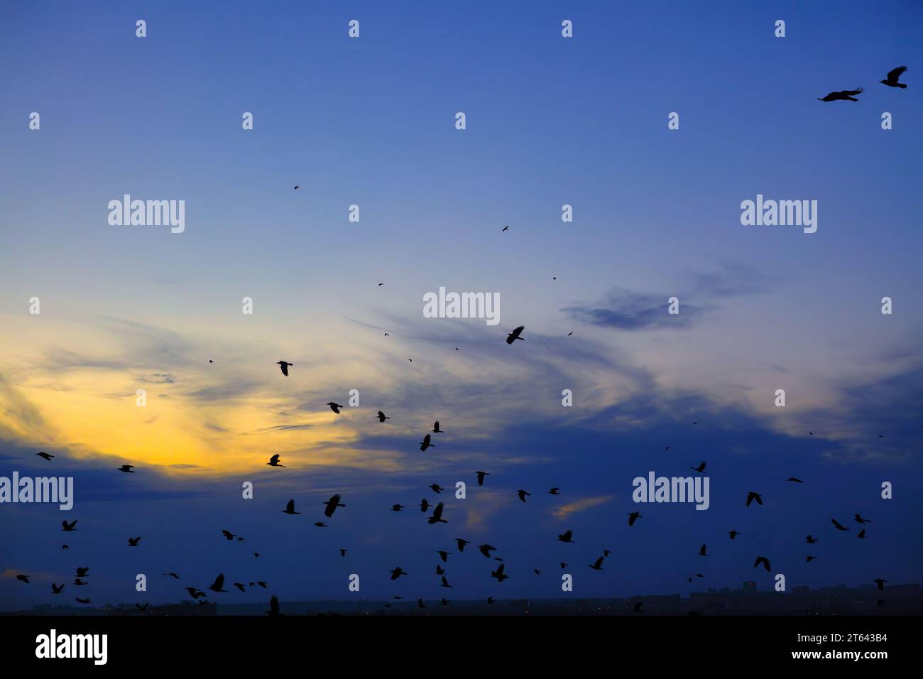 Crows in sunset sky hi-res stock photography and images - Alamy