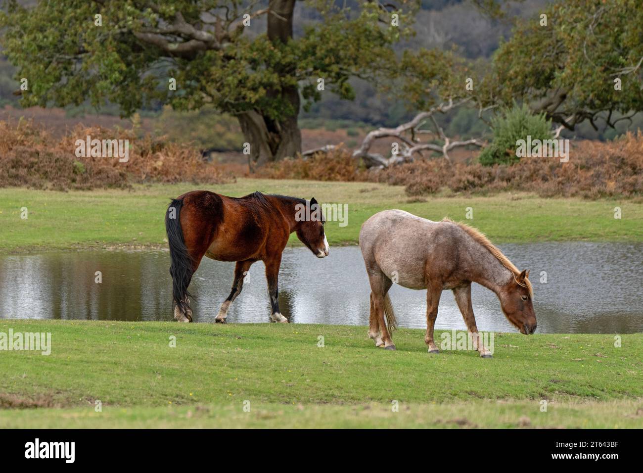 Pair of Ponies at Mogshade Pond in the New Forest National Park, Hampshire, Uk Stock Photo