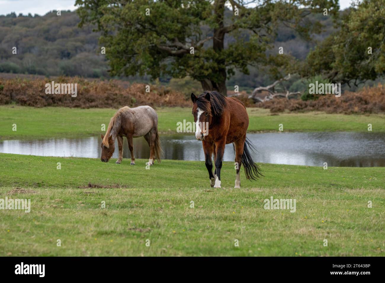 Pair of Ponies at Mogshade Pond in the New Forest National Park, Hampshire, Uk Stock Photo