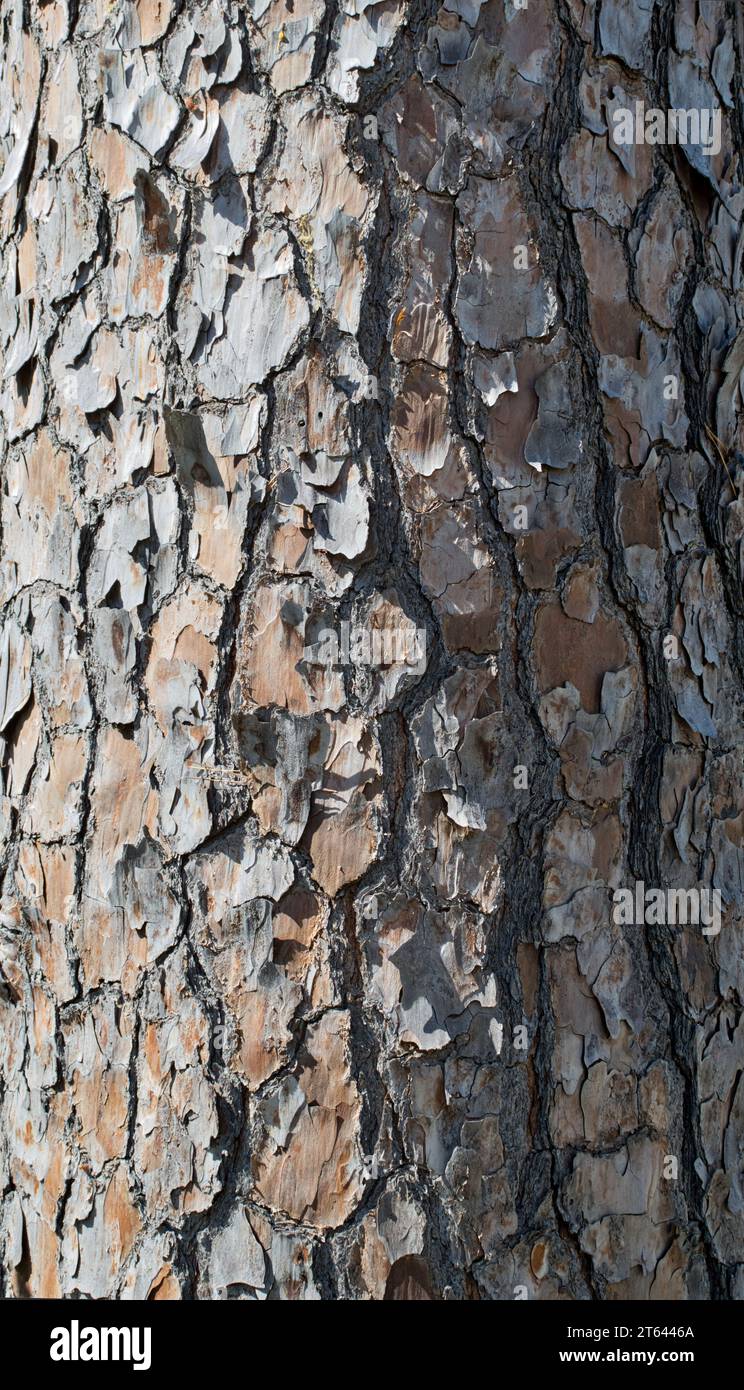 Bald Cypress tree trunk (Taxodium distichum) full frame image with textured bark patterns. Stock Photo