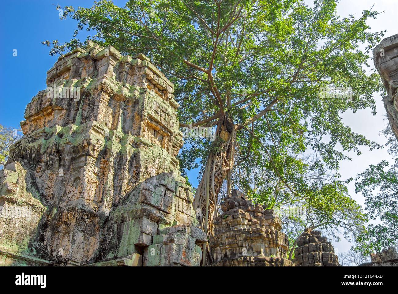 Tower of the temple Ta Prohm and ficus strangler. Angkor Thom. Cambodia Stock Photo
