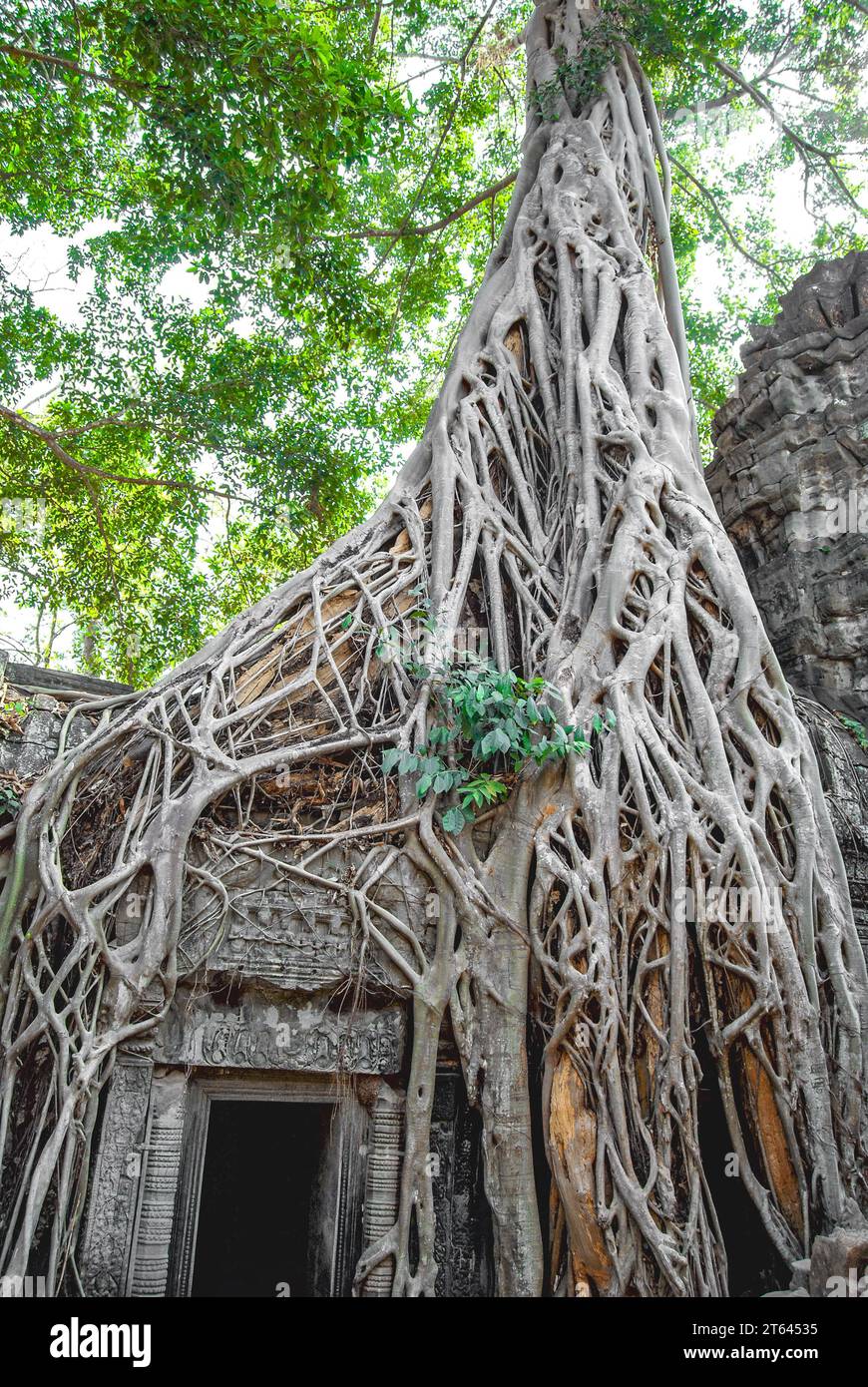 Covered with interlaced roots of the strangler ficus, the ruins of the ...