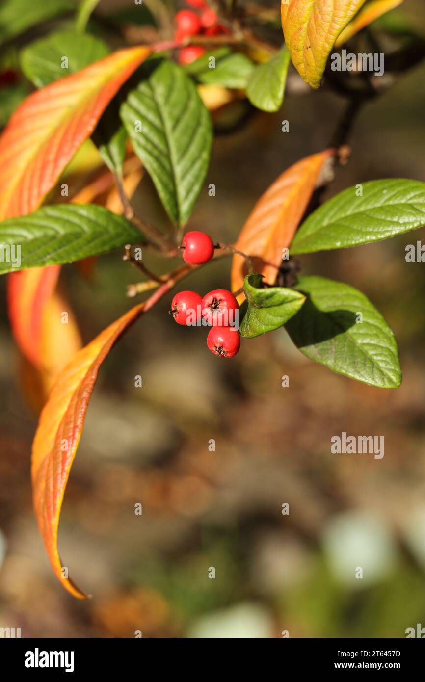 selective focus Cotoneaster frigidus, the tree cotoneaster, autumn berries in the garden Stock Photo