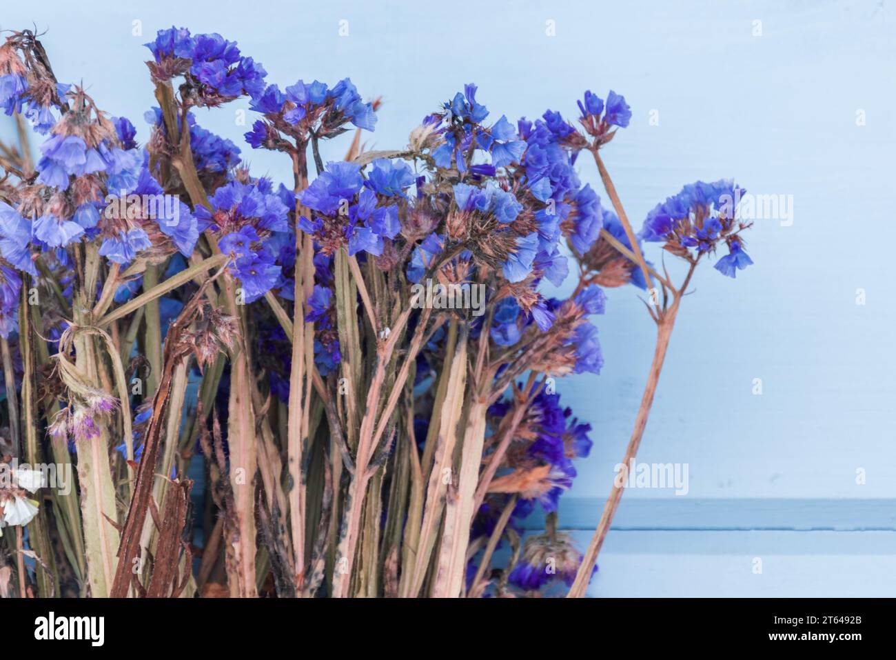 Dry flowers are in front of blue wall, close up photo with selective soft focus. Limonium sinuatum commonly known as wavyleaf sea lavender, statice, s Stock Photo