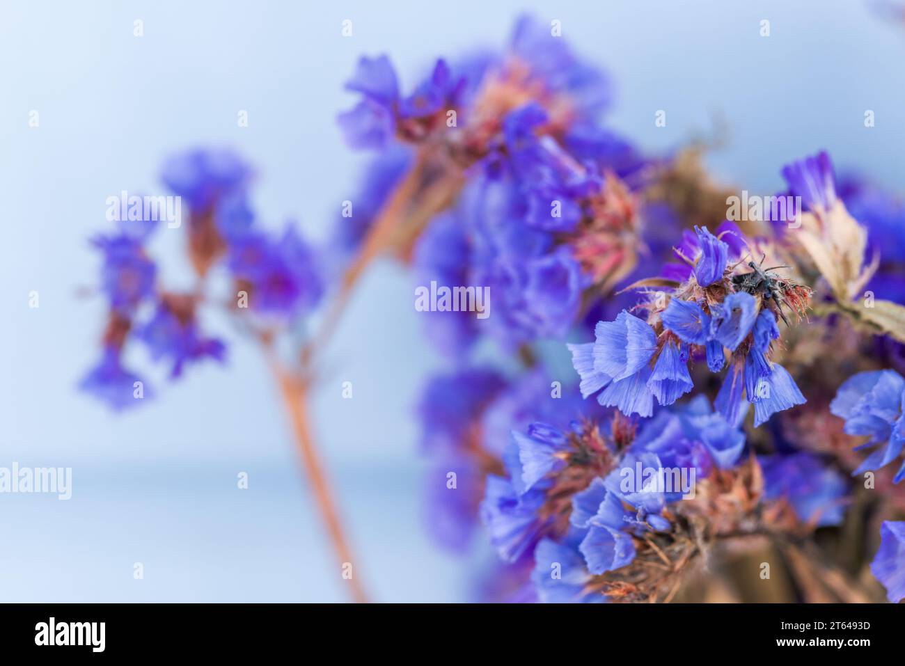 Dry blue flowers macro photo with selective soft focus. Limonium sinuatum commonly known as wavyleaf sea lavender, statice, sea lavender, notch leaf m Stock Photo