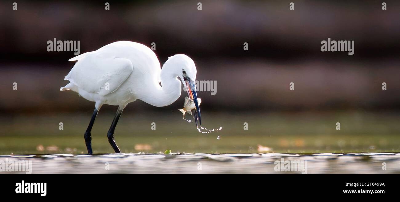 Egretta garzetta it fishes in shallow water and uses its wings to catch fish, the best photo. Stock Photo
