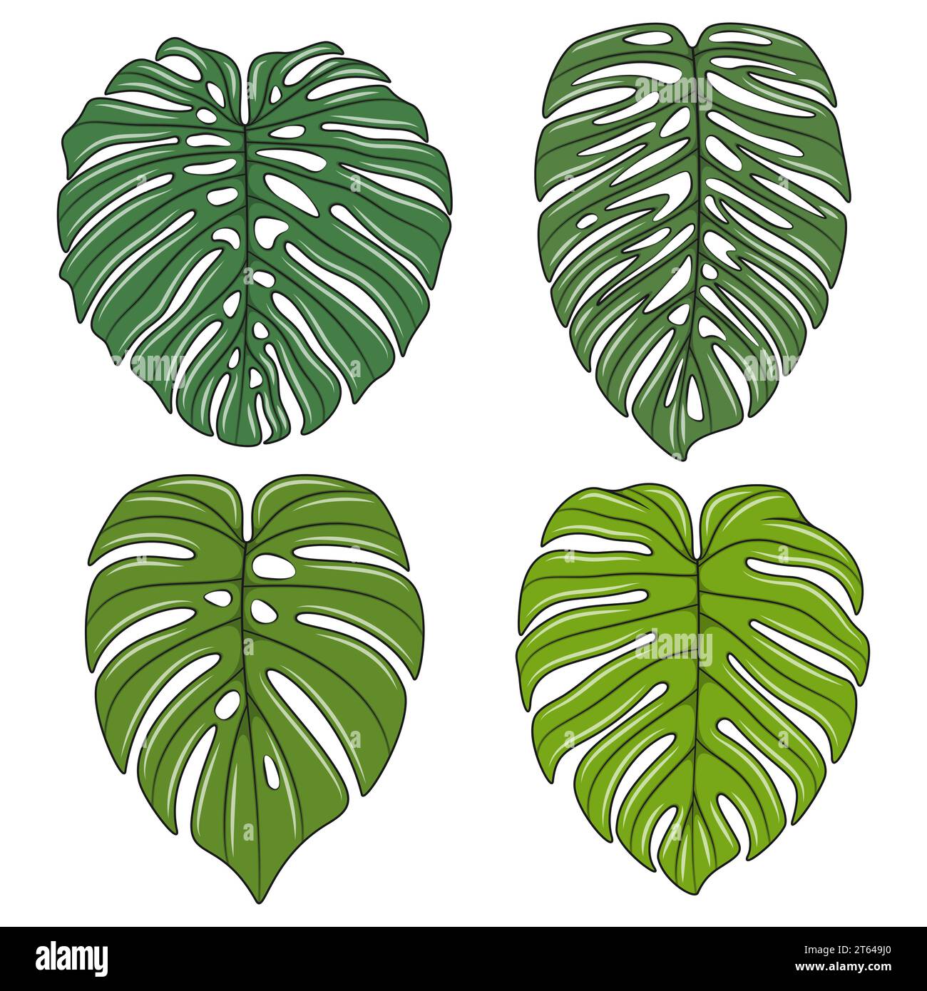 philodendron black cherry Philodendron pink princess black cherry – Greenspaces.id