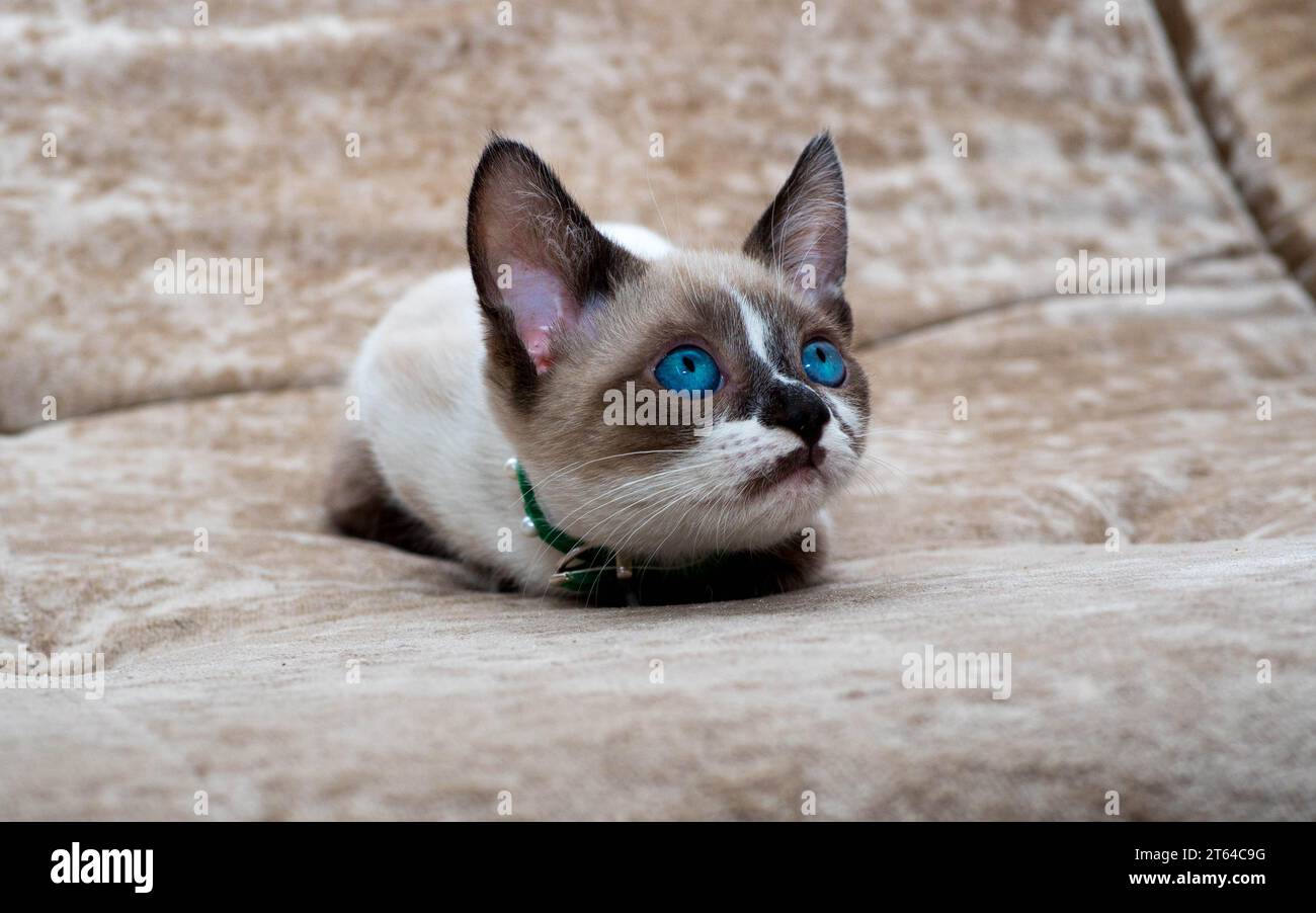 Munchkin kittens hi-res stock photography and images - Alamy