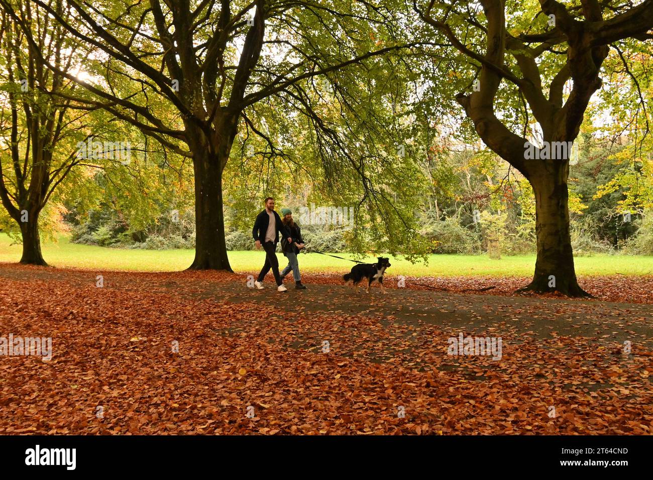 Bristol, UK. 08th Nov, 2023. On a mild and damp afternoon peolple are seen walking through a path of Golden leaves and colourful trees. Picture Credit: Robert Timoney/Alamy Live News Stock Photo