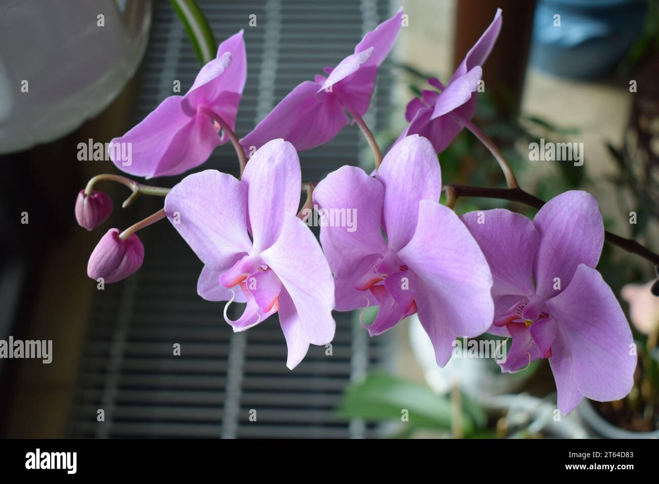 Light pink orchids hi-res stock photography and images - Alamy