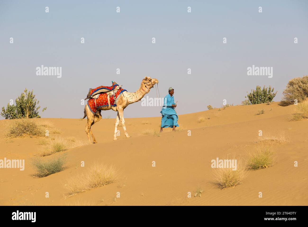 Kamelsafari, Dromedare, Kamelführer, Wüste Thar, Rajasthan, Indien Stock Photo