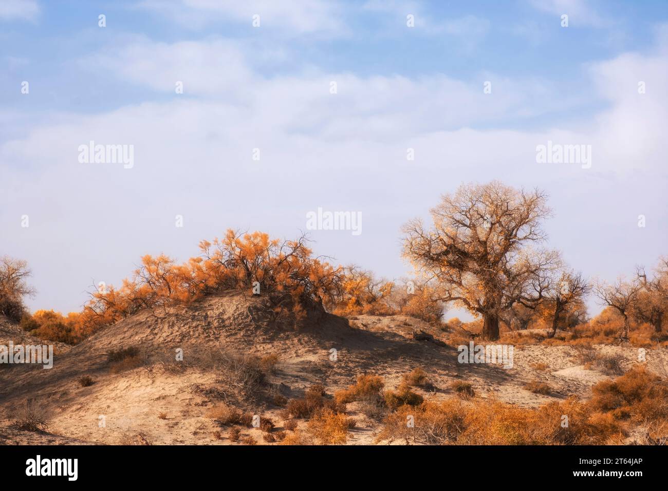 Unique plants, saxaul and relic poplar Turanga in sand arid steppe or desert of Kazakhstan in autumn. Stock Photo