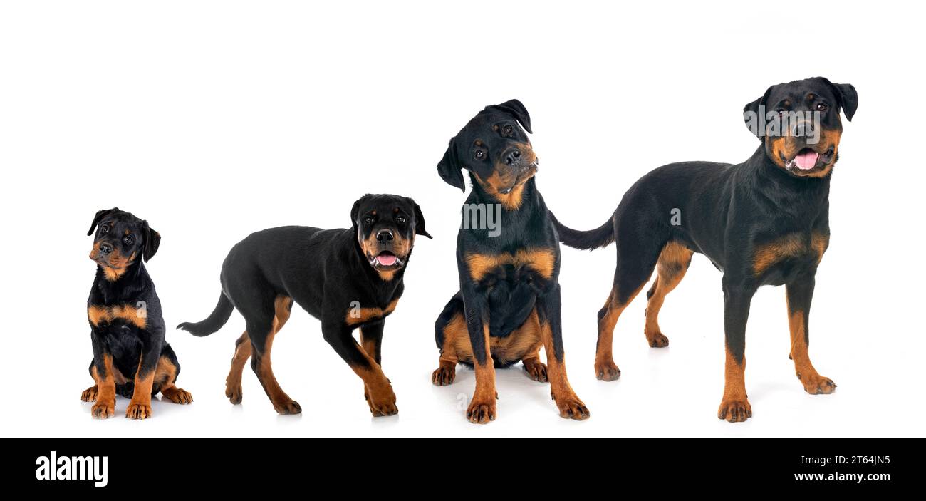 Core Rottweilers purebred rottweilers in front of white background Stock Photo - Alamy
